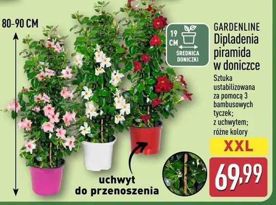 Dipladenia piramida w doniczce Gardenline promocja w Aldi
