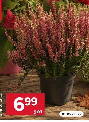 Kwiat doniczkowy wrzos Garden Girls promocja w Stokrotka