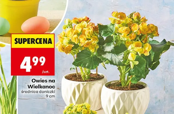 Owies na Wielkanoc średnica doniczki 9 cm promocja w Biedronka