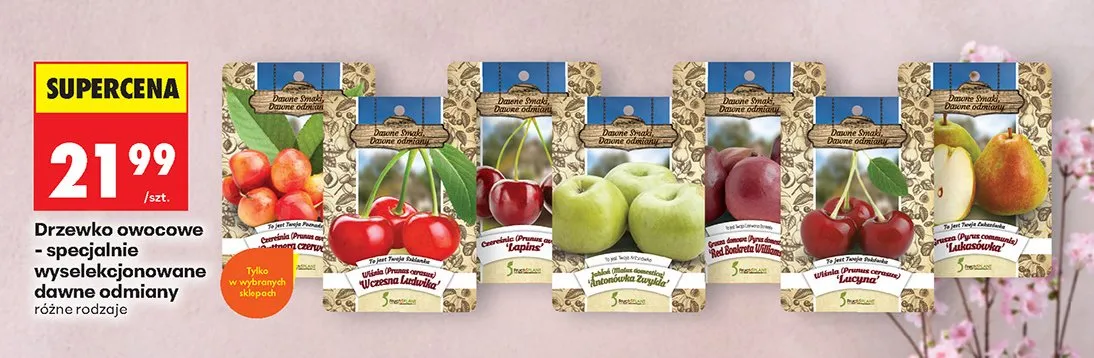 Drzewko owocowe specjalnie wyselekcjonowane dawne odmiany różne rodzaje promocja w Biedronka