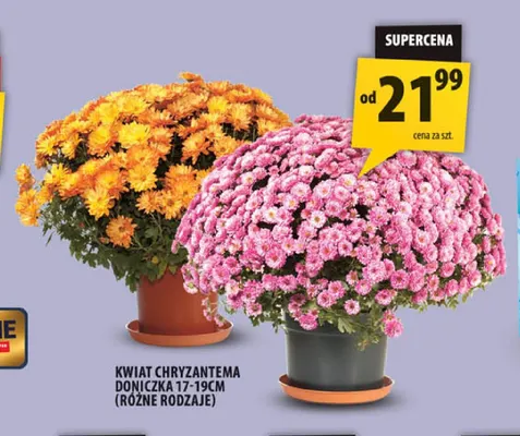 Kwiat chryzantema doniczka 17-19 cm promocja w Arhelan