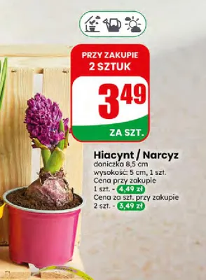 Hiacynt / Narcyz Dino promocja w Dino
