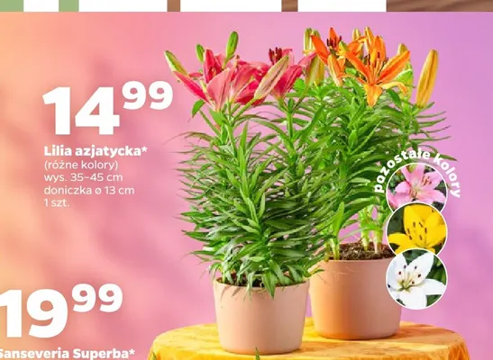 Lilia azjatycka promocja w Netto