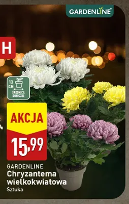 Chryzantema wielkokwiatowa Gardenline promocja w Aldi