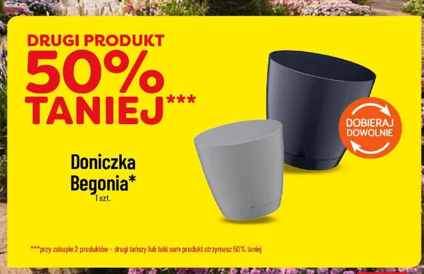 Doniczka Begonia promocja w POLOmarket