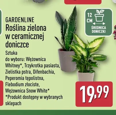 Roślina zielona w ceramicznej doniczce Zielistka pstra Gardenline promocja w Aldi