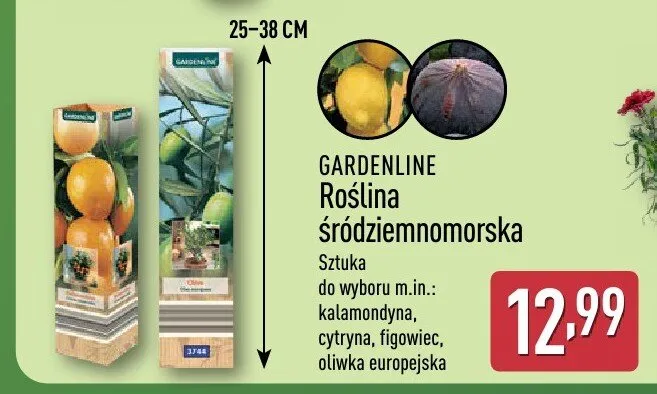 Roślina śródziemnomorska Gardenline oliwka europejska promocja w Aldi
