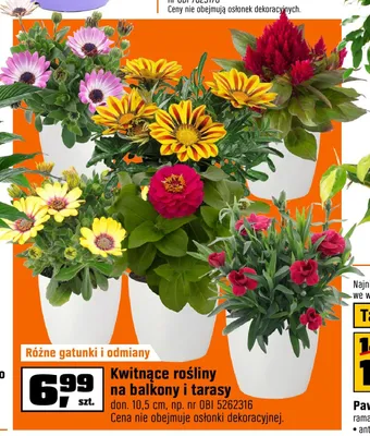 Kwitnące rośliny na balkony i tarasy don. 10,5 cm promocja w OBI