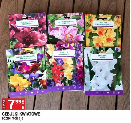 Cebulki kwiatowe różne rodzaje promocja w Merkury Market