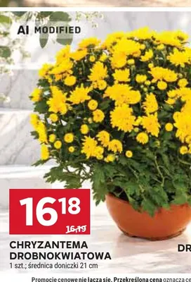 Chryzantema drobnokwiatowa średnica doniczki 21 cm promocja w Stokrotka