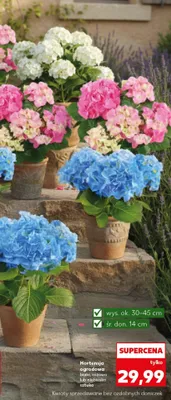 Hortensja ogrodowa biała, różowa lub niebieska promocja w Kaufland
