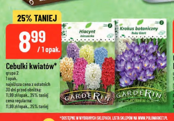 Cebulki kwiatów Krokus botaniczny Ruby Giant Garderin promocja w POLOmarket
