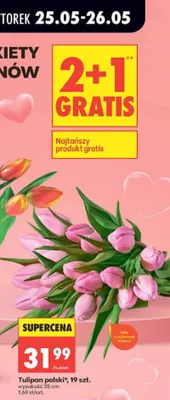Tulipan polski 19szt. wysokość 35cm promocja w Biedronka