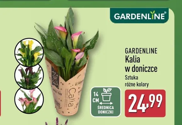 Kalia w doniczce Gardenline promocja w Aldi