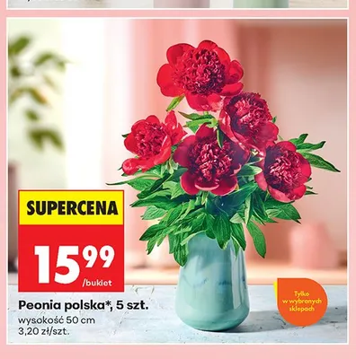 Peonia polska 5szt. promocja w Biedronka