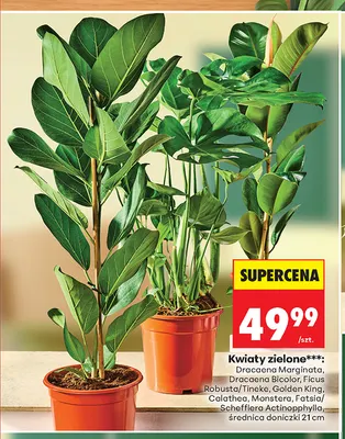 Kwiaty zielone Calathea promocja w Biedronka