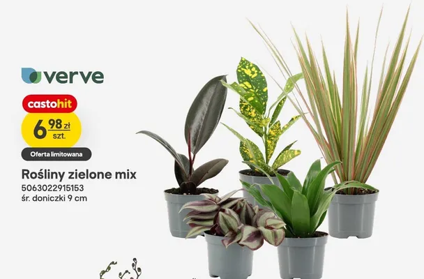 Rośliny zielone mix verve śr. doniczki 9cm promocja w Castorama