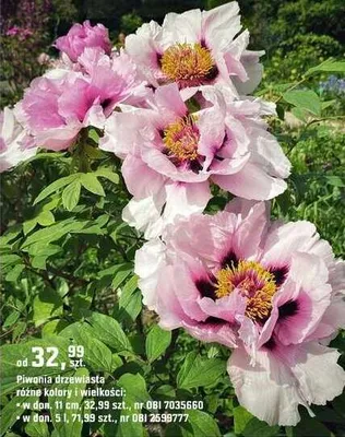 Piwonia drzewiasta różne kolory i wielkości promocja w OBI