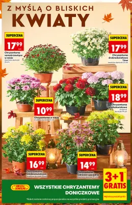 Chryzantema w misie promocja w Biedronka