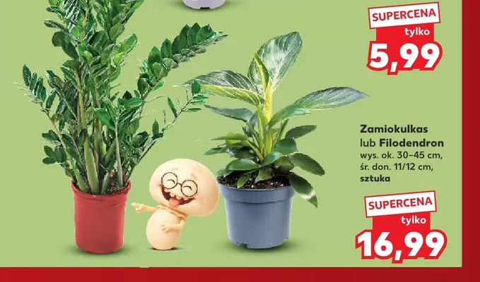 Filodendron promocja w Kaufland