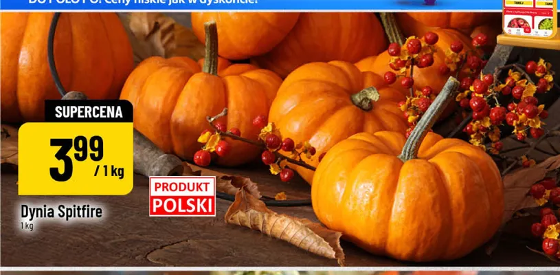Dynia Spitfire promocja w POLOmarket