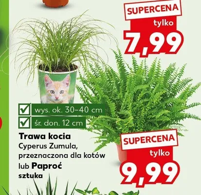 Trawa kocia Cyperus Zumula promocja w Kaufland