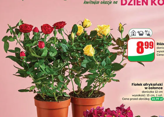 Róża 20 cm, w doniczce promocja w Dino