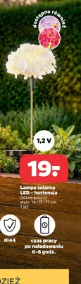 Lampa solarna LED hortensja IP44 1,2V wym. 14x15x77cm promocja w Netto