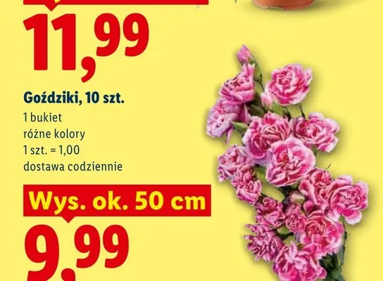 Goździki 10-pak promocja w Lidl