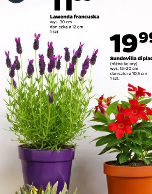 Lawenda francuska promocja w Netto