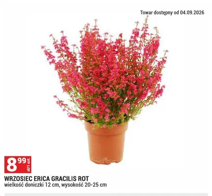 Wrzosiec Erica Gracilis Rot promocja w Merkury Market