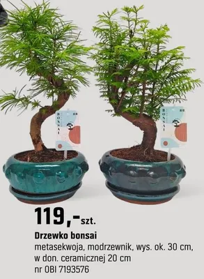 Drzewko bonsai metasekwoja, modrzewnik promocja w OBI