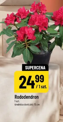 Rododendron promocja w POLOmarket