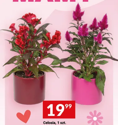 Celosia promocja w Dzień Matki