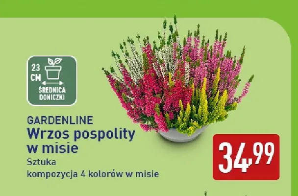 Wrzos pospolity w misie Gardenline 23 cm promocja w Aldi