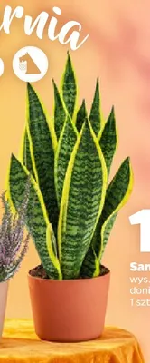 Sanseveria Superba promocja w Netto