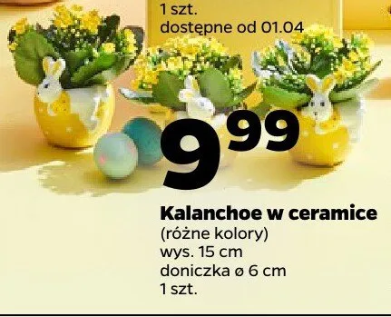 Kalanchoe w ceramice różne kolory promocja w Netto