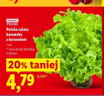 Sałata batawska z korzeniem polska promocja w Lidl