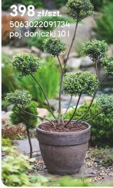 Ostrokrzew Bonsai promocja w Castorama