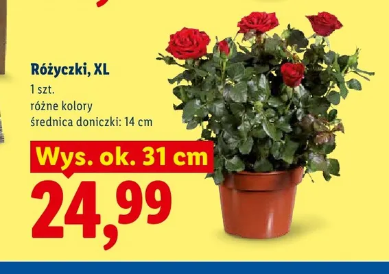 Różyczki Xl promocja w Lidl