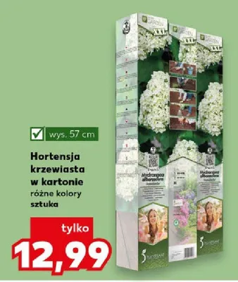 Hortensja krzewiasta w kartonie różne kolory sztuka promocja w Kaufland