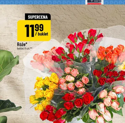 Róże promocja w POLOmarket