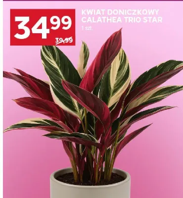 Kwiat doniczkowy Calathea Trio Star promocja w Stokrotka