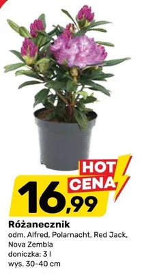 Różanecznik odm. Alfred Polarnacht Red Jack Nova Zembla doniczka 3l wys. 30-40cm promocja w Bricomarche