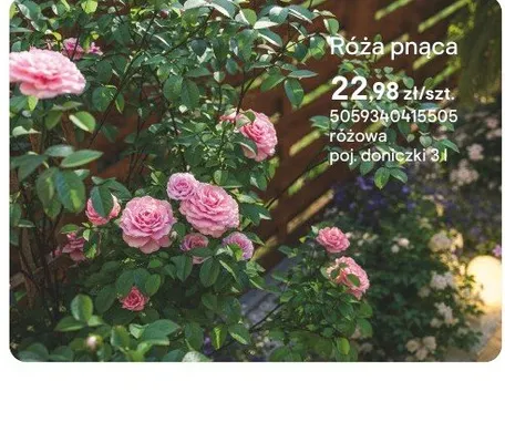 Róża pnąca różowa promocja w Castorama