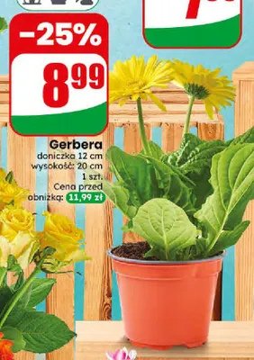 Gerbera promocja w Dino