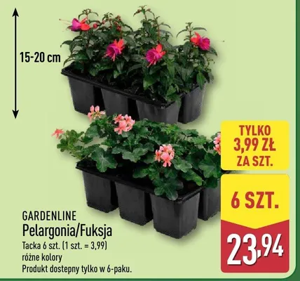 Pelargonia/Fuksja tacka 6 szt. (1 szt. = 3,99) różne kolory promocja w Aldi