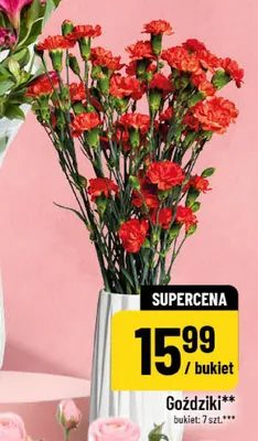 Goździki promocja w POLOmarket