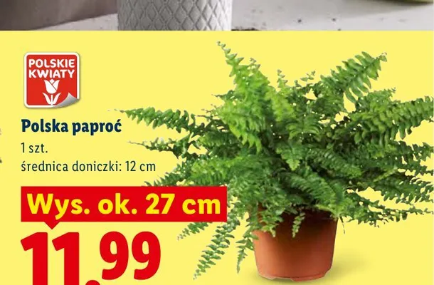 Polska paproć Polskie Kwiaty promocja w Lidl