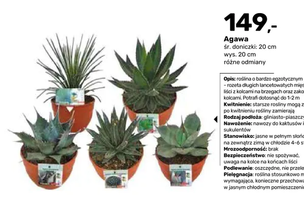 Agawa promocja w Bricomarche